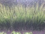 strakke grassen, Tuin en Terras, Planten | Tuinplanten, Vaste plant, Siergrassen, Ophalen, Volle zon