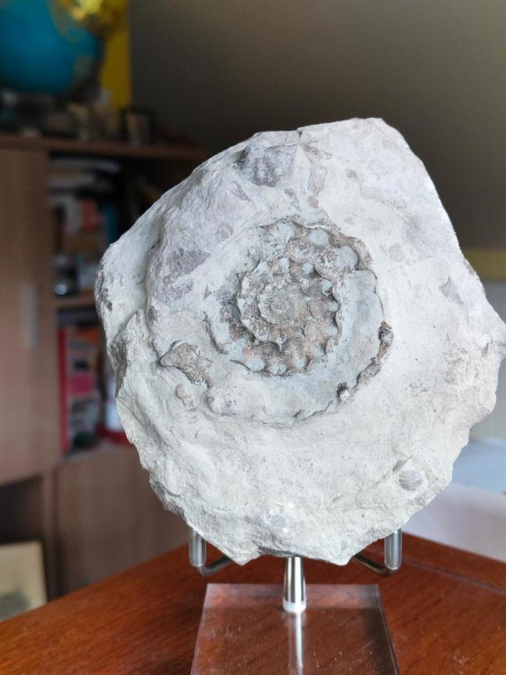 Ammonites en provenance de France, Collections, Minéraux & Fossiles, Fossile, Enlèvement ou Envoi