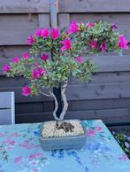 Bonsai Azalea Hoshi No Kagayaki - Azalea, Halfschaduw, Overige soorten, Lente, Minder dan 100 cm