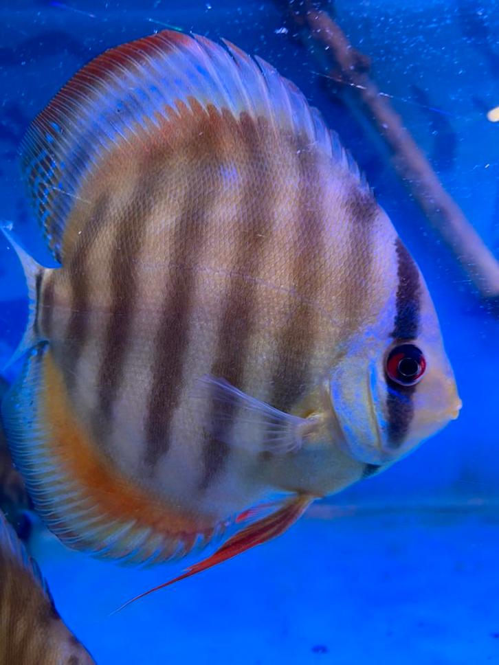 Bruine discussen, Dieren en Toebehoren, Vissen | Aquariumvissen, Zoetwatervis, Vis, Schoolvis