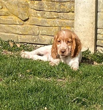 Engelse cocker pups beschikbaar voor biedingen