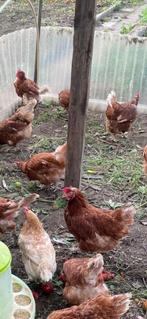 Legkippen te Koop, Dieren en Toebehoren, Pluimvee, Vrouwelijk, Kip