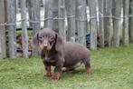 Prachtige kortharige dwergteckel pups (geteste ouders), Animaux & Accessoires, Chiens | Teckels & Bassets, Poils courts, Chienne