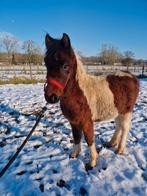 2 merrie D pony veulens, Dieren en Toebehoren, Paarden, Merrie, M