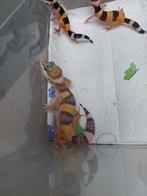 Luipaardgekko's, Animaux & Accessoires, Reptiles & Amphibiens