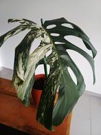 Monstera deliciosa albo variegata, Huis en Inrichting, Kamerplanten, Ophalen