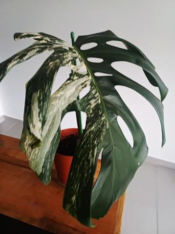 Monstera deliciosa albo variegata  beschikbaar voor biedingen