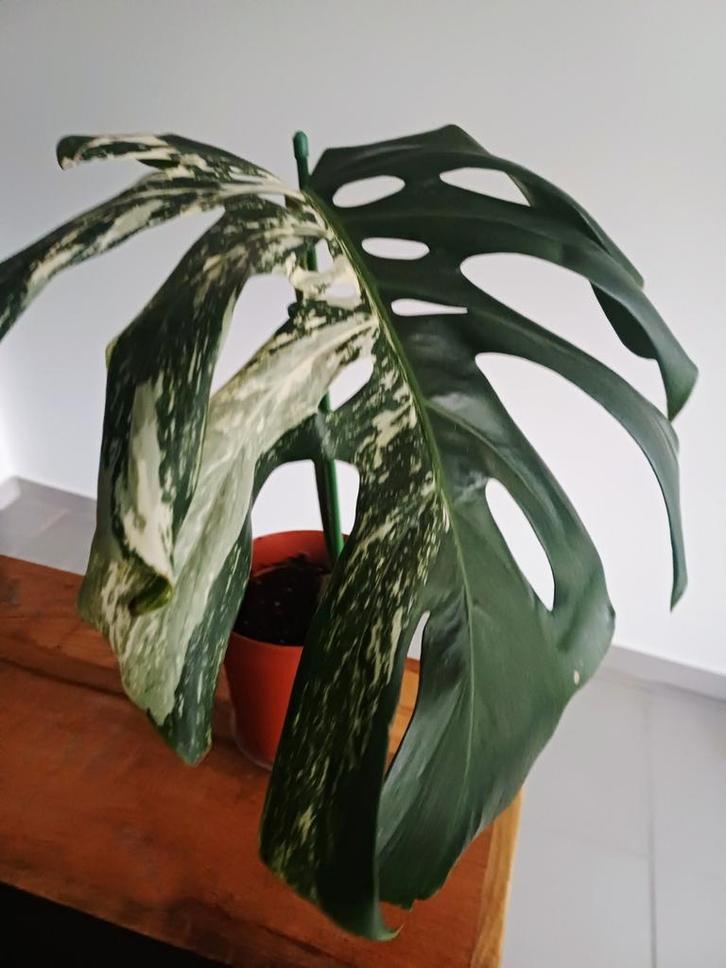 Monstera deliciosa albo variegata, Huis en Inrichting, Kamerplanten, Ophalen