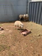 Rammen te koop schaap, Schaap