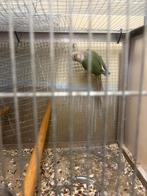 Pyrrhura, Dieren en Toebehoren, Vogels | Parkieten en Papegaaien
