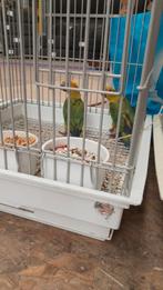 Tamme baby Zonparkieten, Dieren en Toebehoren, Vogels | Parkieten en Papegaaien, Geslacht onbekend, Parkiet, Geringd