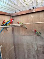 Rosella, Dieren en Toebehoren, Vogels | Parkieten en Papegaaien, Meerdere dieren, Parkiet