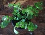 Gele Kalanchoë verhandelen of verkopen, Ophalen, Vetplant