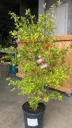 Granaatappelboom, Ophalen