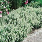 Salvia nemorosa 'Schneehügel', Ophalen, Vaste plant