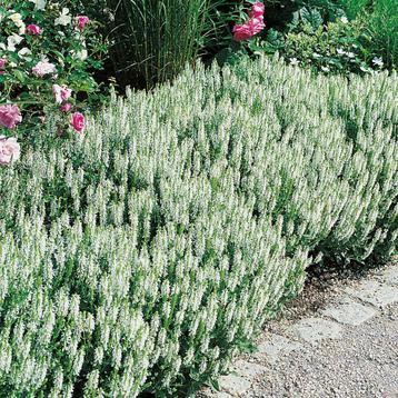 Salvia nemorosa 'Schneehügel'  beschikbaar voor biedingen