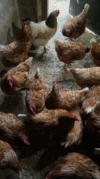Dieren opvang voor mensen die hun kippen weg willen, Dieren en Toebehoren