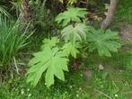 Tetrapanax scheuten, Ophalen