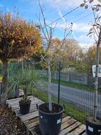 Vijgenboom Ficus Carica, Tuin en Terras, Ophalen, Halfschaduw, Vijgenboom