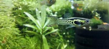 Guppy Endler Green Cobra * Oudenburg beschikbaar voor biedingen