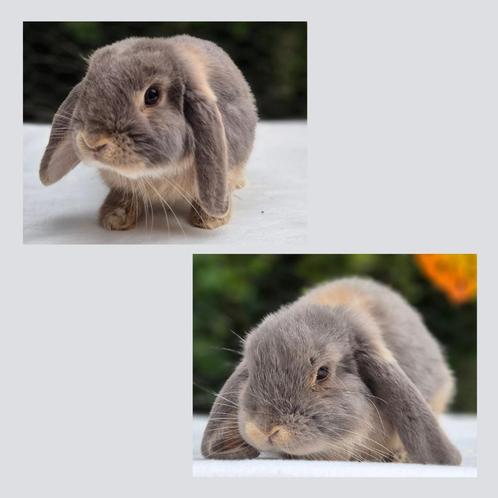 NHD Koppel, Dieren en Toebehoren, Konijnen, Dwerg, Meerdere dieren, 0 tot 2 jaar, Hangoor
