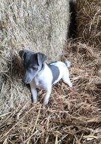 Jack russell, Dieren en Toebehoren, Honden | Jack Russells en Terriërs, België, Reu, CDV (hondenziekte), Eén hond