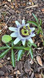 Passiflora, bloeiende klimplant, winterhard, Ophalen, Volle zon, Vaste plant, Klimplanten