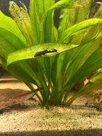 Pleco(ancistrus), Dieren en Toebehoren, Vis, Zoetwatervis, Schoolvis