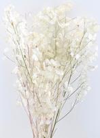 zaad judaspenning / witte droogbloemen schijfjes, Ophalen of Verzenden, Gehele jaar, Zaad
