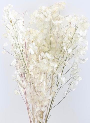 zaad judaspenning / witte droogbloemen schijfjes beschikbaar voor biedingen