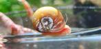 Posthoornslak aquariumslak, Dieren en Toebehoren