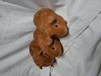 Leuke buff cavia broertjes, Cavia, Meerdere dieren, Tam, September