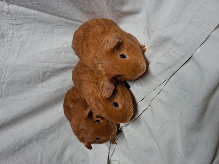 Leuke buff cavia broertjes, Dieren en Toebehoren, Knaagdieren, Meerdere dieren, Cavia, September, Tam