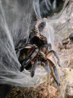 H. Pulchripes, Spin of Schorpioen