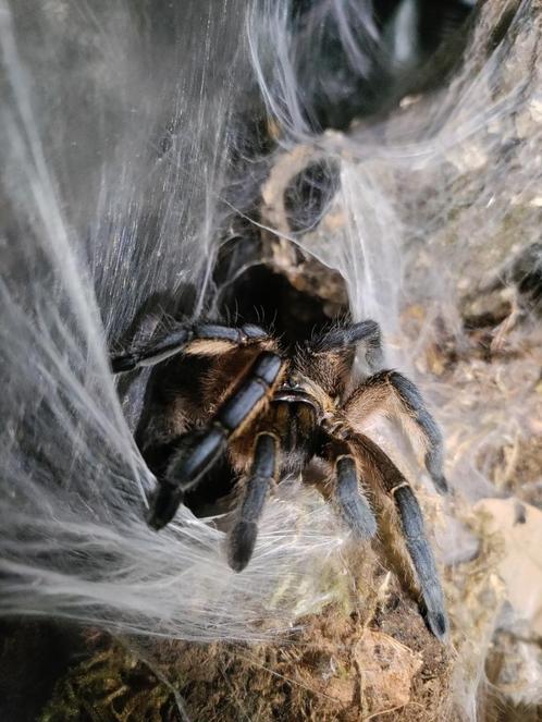 H. Pulchripes, Dieren en Toebehoren, Insecten en Spinnen, Spin of Schorpioen