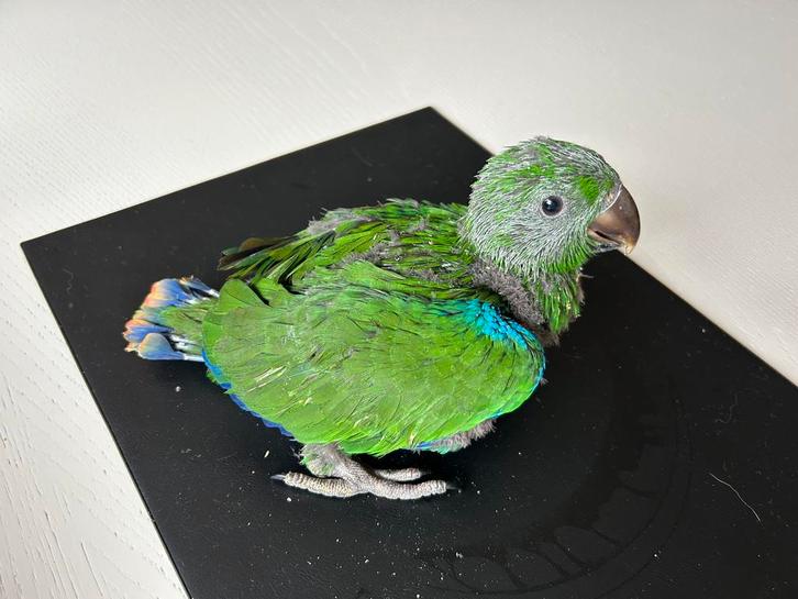 Jonge edelpapegaai man, Dieren en Toebehoren, Vogels | Parkieten en Papegaaien, Papegaai, Mannelijk, Tam, Geringd