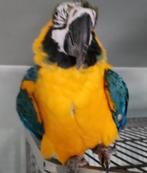 ❤️❤️❤️   BLAUWGELE ARA IS EEN MANNEKE, Dieren en Toebehoren, Vogels | Parkieten en Papegaaien, Mannelijk, Papegaai, Pratend