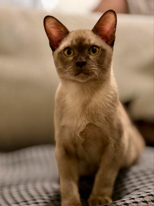 Europese Burmese, Dieren en Toebehoren, Katten en Kittens | Raskatten | Korthaar, Kater, 0 tot 2 jaar, Met stamboom, Gechipt, Ontwormd