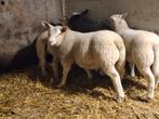 Ramlam 12 weken 48kg, Dieren en Toebehoren, Schapen, Geiten en Varkens