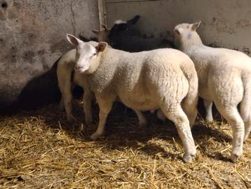 Ramlam op 12 weken 48kg beschikbaar voor biedingen
