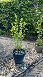 Hibiscus planten in pot., Ophalen, In pot