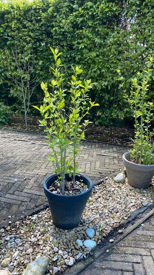 Hibiscus planten in pot., Tuin en Terras, Planten | Bomen, In pot, Ophalen