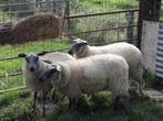 AANKOOP VAN SCHAPEN EN GEITEN, Dieren en Toebehoren, Schaap