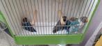 Personatas, Dieren en Toebehoren