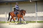 5-jarige springruin, Springpaard, B, Gechipt, Ruin