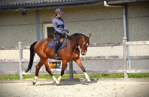 5-jarige springruin, Dieren en Toebehoren, Paarden, Ruin, B, 165 tot 170 cm, 3 tot 6 jaar, Springpaard, Met stamboom, Gechipt