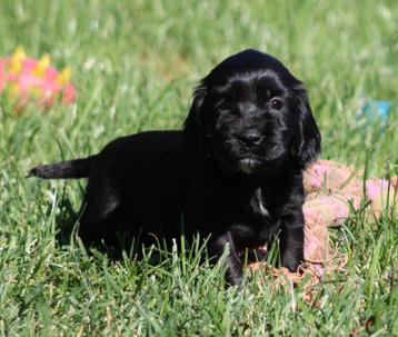 Engelse Cocker pups beschikbaar voor biedingen