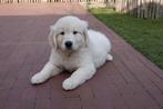 Prachtige Golden retriever pup met stamboom, Dieren en Toebehoren, België, 8 tot 15 weken, Meerdere, Meerdere dieren