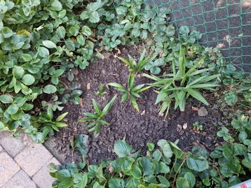 Palmbomen trachycarpus fortunae beschikbaar voor biedingen