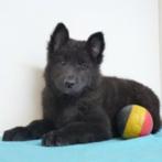Groenendaeler - reutje - Belgische pup te koop, Dieren en Toebehoren, CDV (hondenziekte), 8 tot 15 weken, België, Reu
